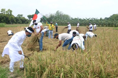 কৃষকের ফোন পেয়ে ধান কেটে দিল মেহেরপুর জেলা যুবলীগ